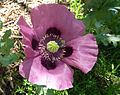 Opium poppy (Papaver somniferum)