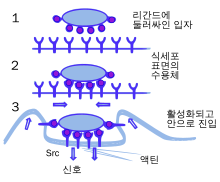 A cartoon: 1. The particle is depicted by an oval and the surface of the phagocyte by a straight line. Different smaller shapes are on the line and the oval. 2. The smaller particles on each surface join. 3. The line is now concave and partially wraps around the oval.