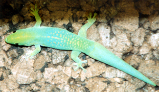 Phelsuma nigra