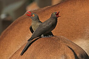 adult (L) sub-adult (R) on impala