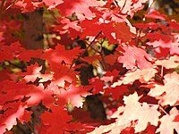 Fall leaf color in late September