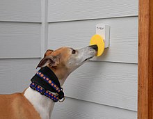 dog with doorbell