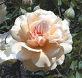 The rose cultivar 'Buff Beauty'.