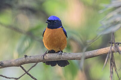 male N.s. sundara, Nepal