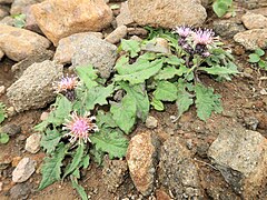 根出葉は花時にも多数存在する。頭花は2-3個つくことがある。頭花の基部に線形の苞葉がある。