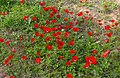 Anemone coronaria, bosque Shokeda