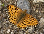 Adult, dorsal view.