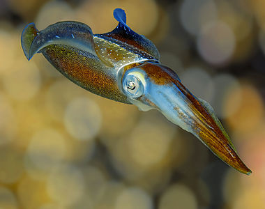 Caribbean reef squid, by Betty Wills
