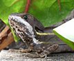 Basiliscus vittatus