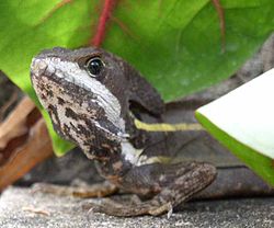 Juovabasiliski (Basiliscus vittatus)