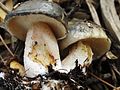 Fruit bodies of the bolete fungus Suillus pungens