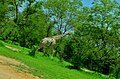 A Giraffe in Sumu Wildlife Park