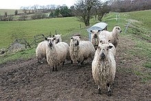 Sheep with thick, stringy wool in a field.