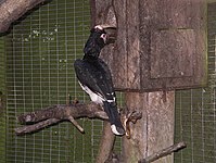 Male feeding female at artificial nest