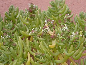 Halophytum ameghinoi