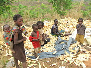 אשה מכפר קטן בזמביה, הנמצא על הדרך בין לוסקה עיר הבירה לעיר קאפיו הנמצאת מדרומה. האישה מקלפת קלחי תירס מיובש ומכינה אותו לבישול. סביב האשה עומדים ילדי משפחתה וילדי הכפר.