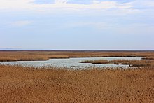 Quelques étangs se faufilent dans un paysage plat et de hautes tiges brunes.