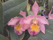 Cattlianthe Barbara Belle