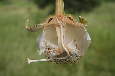 Flor del baobab, Adansonia digitata, una malvácea. Se observan sépalos, pétalos, estambres (filamentos fusionados en la base, anteras marrones) y carpelos (gineceo blancuzco con ovario, estilo y estigma). El estilo del gineceo está doblado 90º, se exerta del tubo formado por los filamentos de los estambres fusionados.