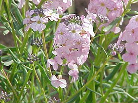 Aethionema grandiflorum