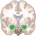 Frontal view of the amygdalae in an average human brain