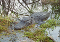 Image 3Alligator in the Florida Everglades (from Geography of Florida)