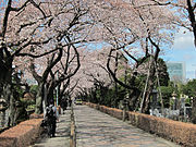 青山霊園の桜並木