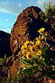 Balsamorhiza sagittata