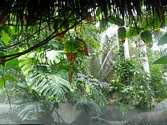 Inside the jungle area within the conservatory