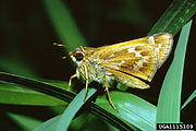 Adult male, ventral view of wings.