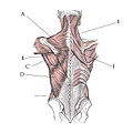 Posterior view of muscles connecting the upper extremity to the vertebral column. A Trapezius B Teres major C Teres minor D Latissimus dorsi E Levator scapulae F Rhomboid major