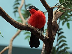 Scharlachwürger (Laniarius erythrogaster)