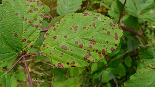 Face supérieure de la feuille de ronce en fin d'été. La rouille de ronce Phragmidium violaceum (en) induit une réaction de défense contre le parasite[18].