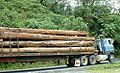 Tropical hardwoods travelling through Braulio Carrillo National Park, Costa Rica.