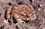 Bufo mauritanicus02