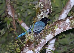 Cyanocorax melanocyaneus