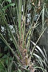 Note the teeth along the margins of the leaf petiole on this plant for sale in the USA.