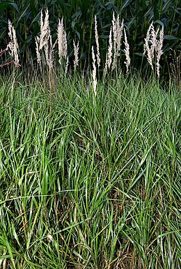 Dárdás nádtippan (Calamagrostis canescens)