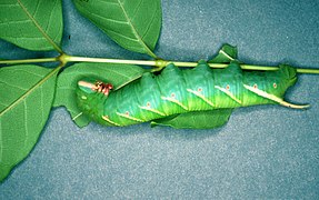 Ceratomia undulosa (Sphingidae, Sphinginae)