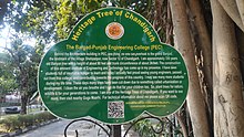 Chandigarh Heritage Tree at Punjab engineering college