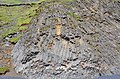 Basalts at Reynisfjara