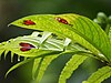 The leaves of Columnea consanguinea have red heart-sharped markings