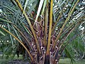 Armed petioles - note orange banding along center