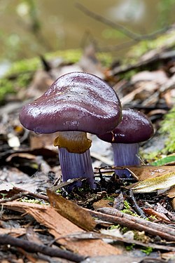 Cortinarius archeri