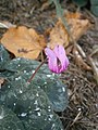 Cyclamen purpurascens in Bled