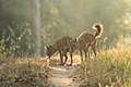 Asiatic wild dogs (dholes)