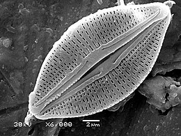 Diatoms have glass like cell walls made of silica and called frustules.[94]