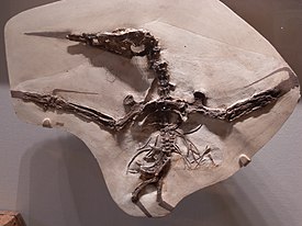 Ископаемые остатки Nyctosaurus gracilis