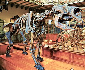 Скелет дипротодона Diprotodon australis