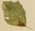 Mined leaf of Populus tremula